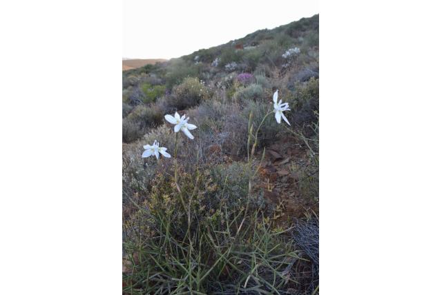 Avond moraea