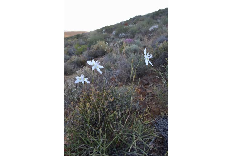 Moraea vespertina -15912