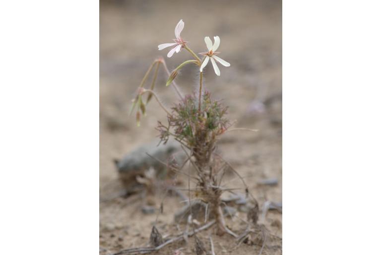 Pelargonium aridum -15916