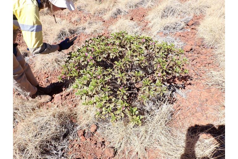 Eremophila flaccida 15918
