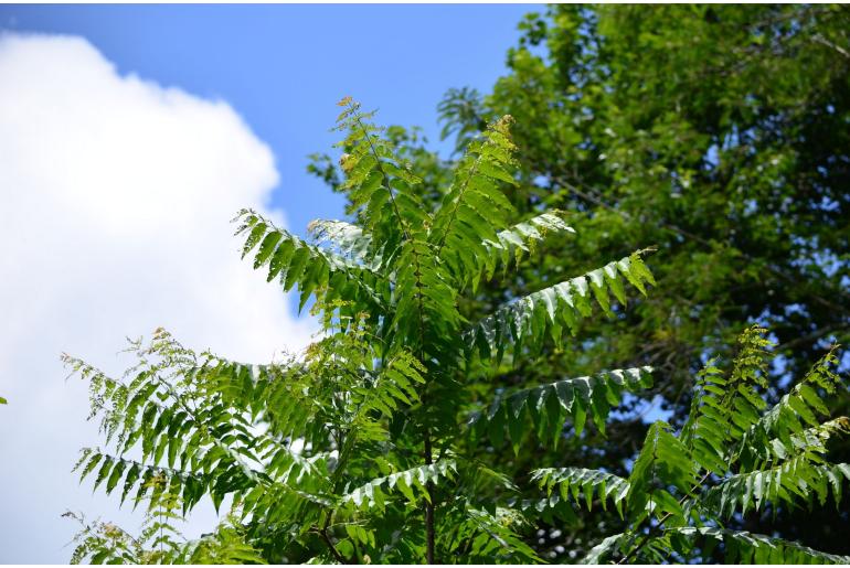 Juglans pyriformis&nbsp;15919