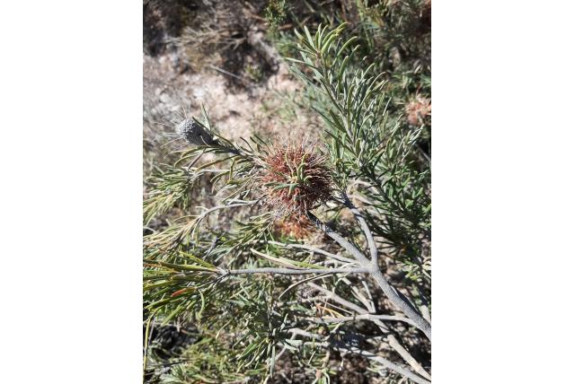 Grijshaarige banksia