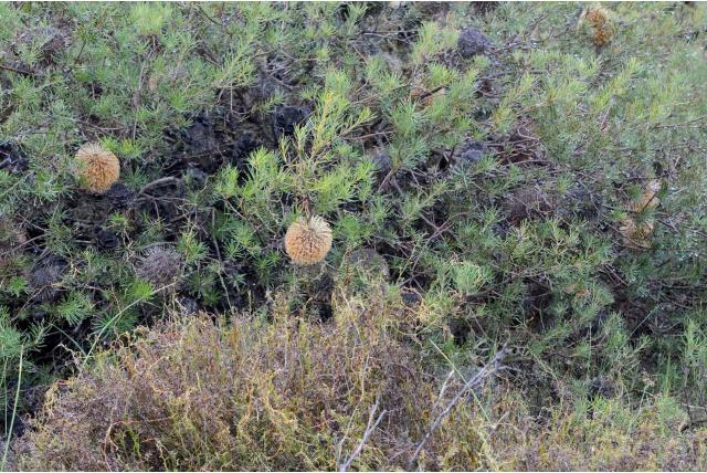 Moeras vos banksia