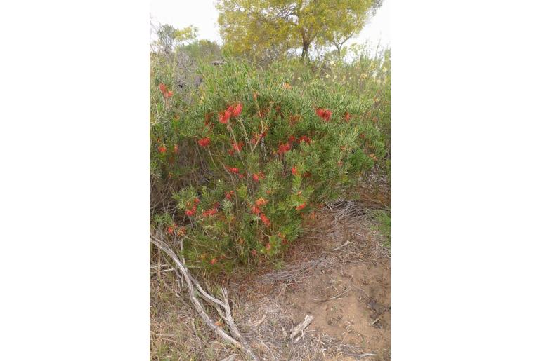 Melaleuca quadrifida ssp homalophylla -15938