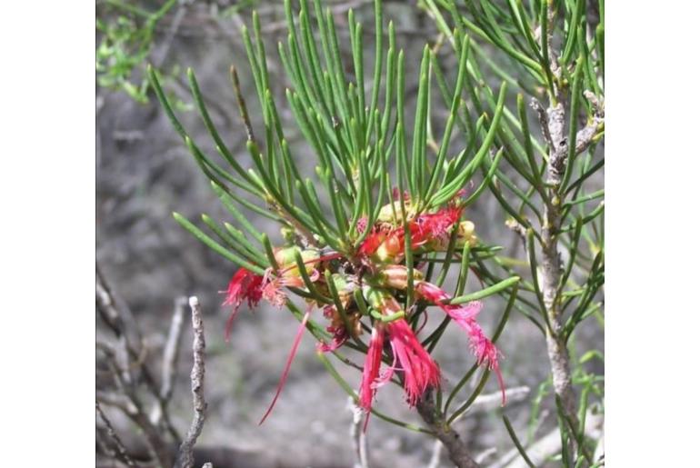 Melaleuca kalbarriensis -15939