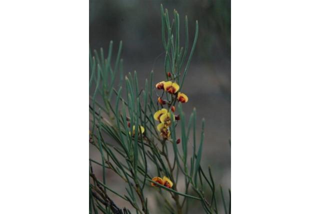 Draadvormig blad daviesia
