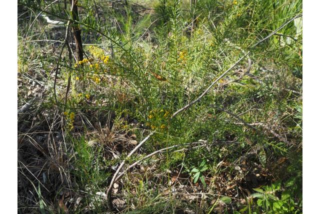 Schermbloem daviesia