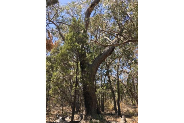 New England Eucalyptus