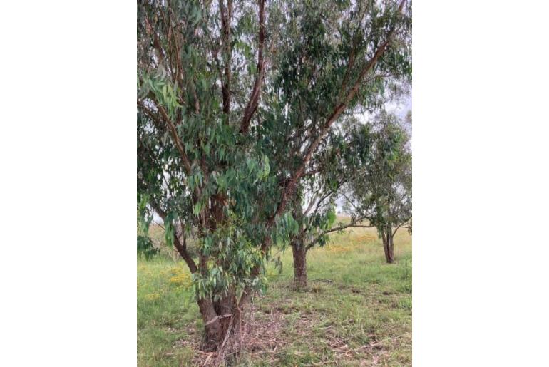 Eucalyptus campanulata 15964