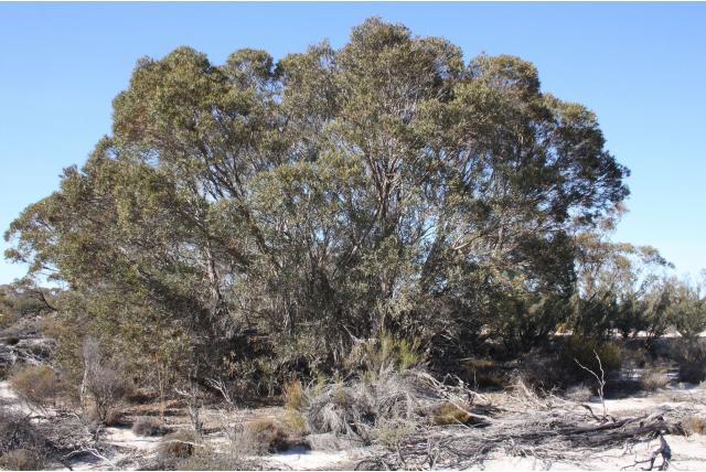 Gezochte Eucalyptus