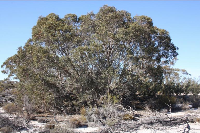 Eucalyptus quaerenda -15967