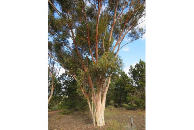 Brockway Eucalyptus