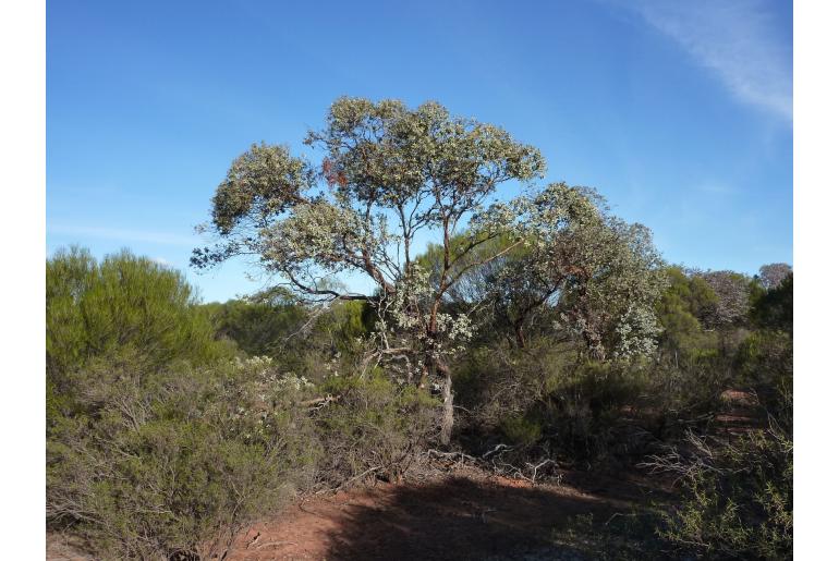 Eucalyptus x brachyphylla 15969