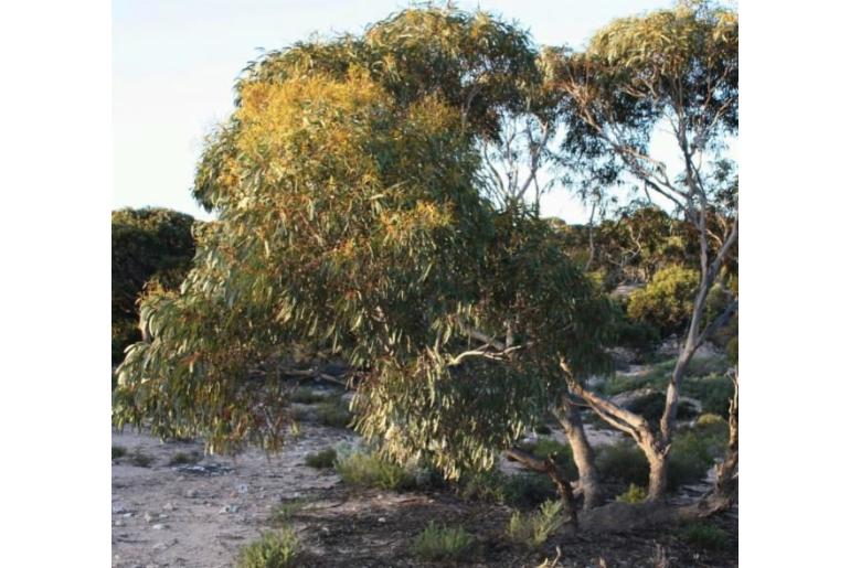 Eucalyptus brachycalyx 15971