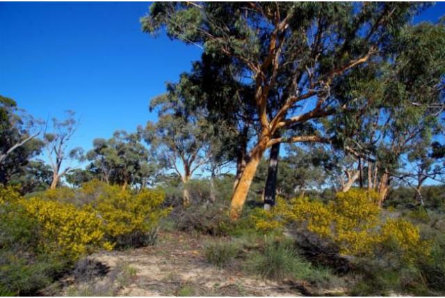 Wheatbelt Eucalyptus