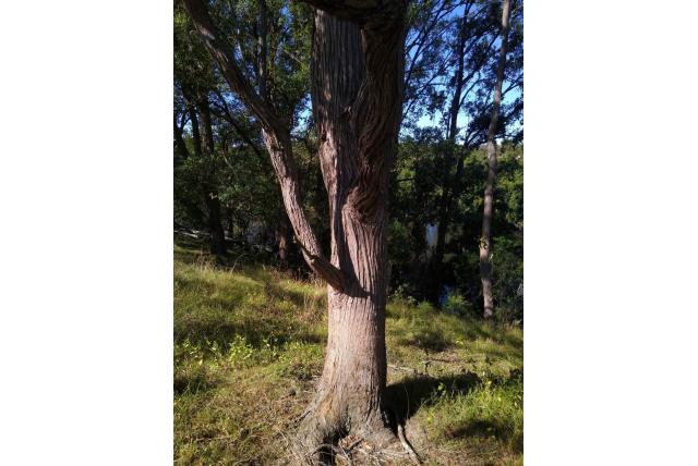 Dikbladige Eucalyptus