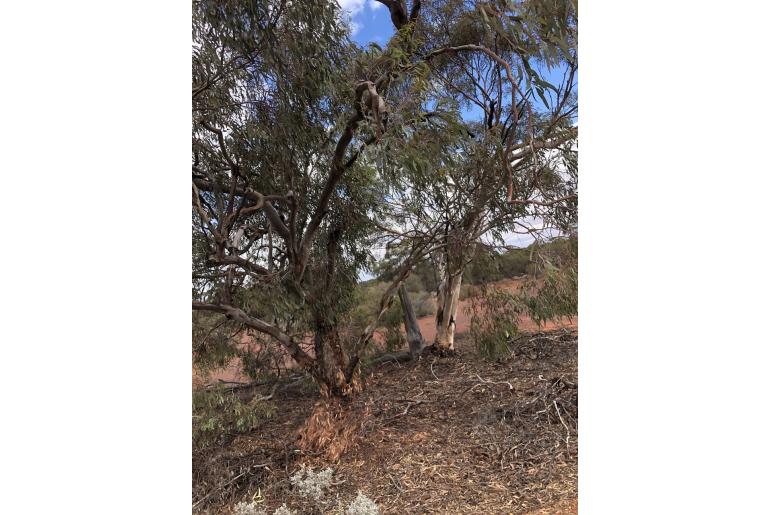 Eucalyptus celastroides 15974