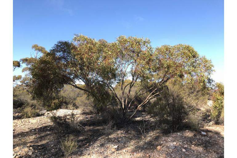Eucalyptus virella 15975