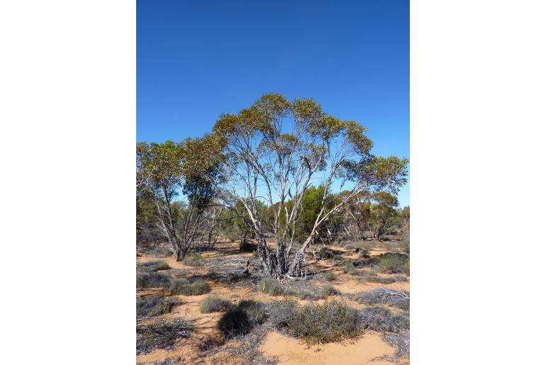Eucalyptus ceratocorys 15976