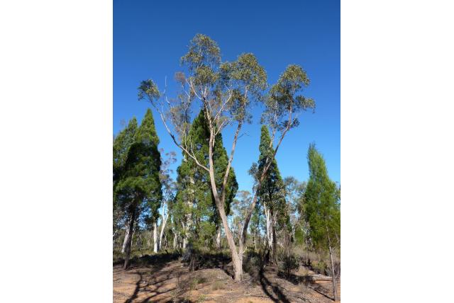 Baradine Eucalyptus Baradine Eucalyptus