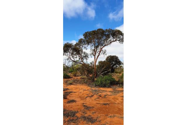 Victoria woestijn Eucalyptus Victoria woestijn Eucalyptus