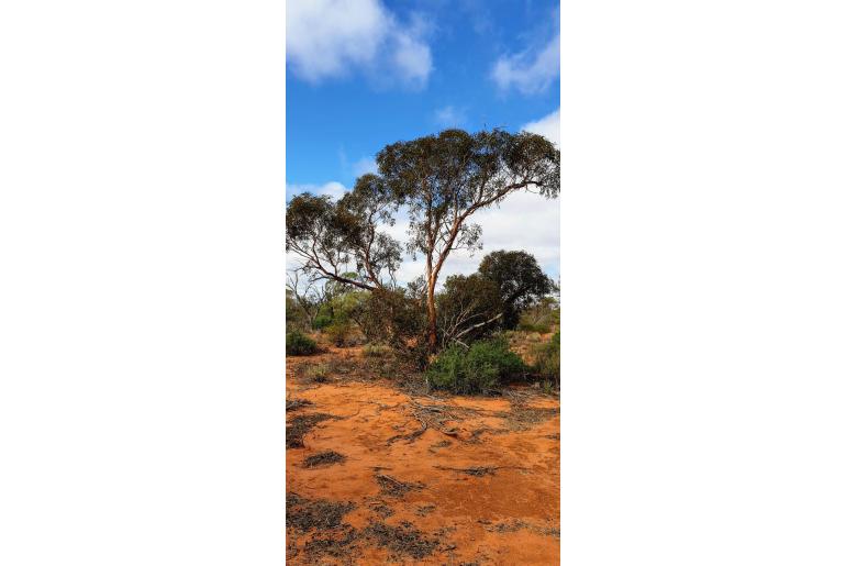 Eucalyptus concinna 15978