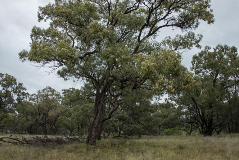Eucalyptus conica 15979