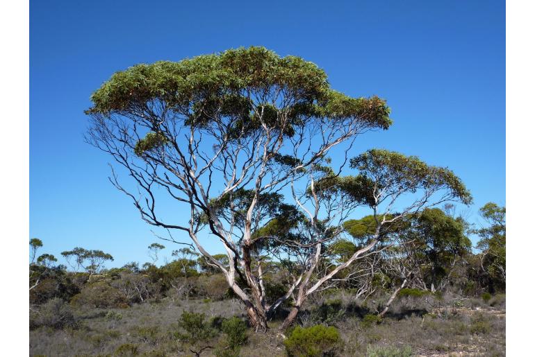 Eucalyptus cooperiana 15980