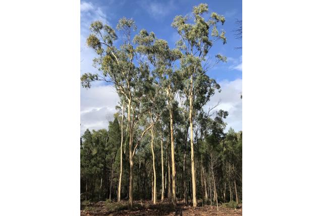 Dawson's Eucalyptus Dawson's Eucalyptus