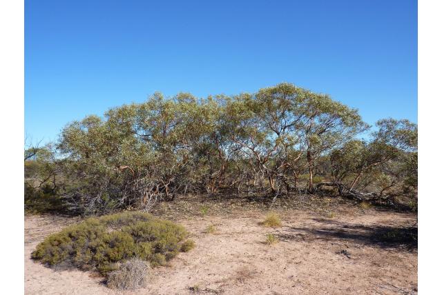 Lente Eucalyptus