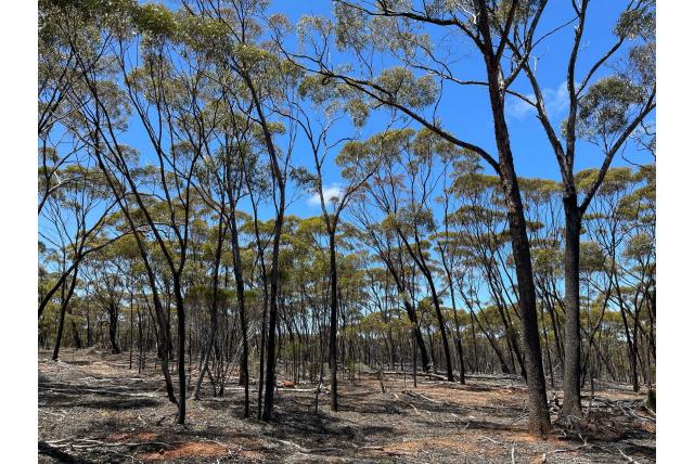 Dundas Eucalyptus Dundas Eucalyptus