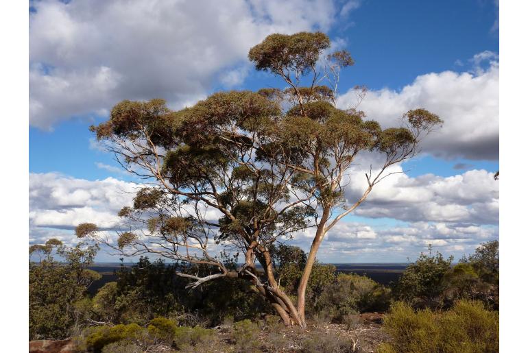 Eucalyptus ebbanoensis 15988