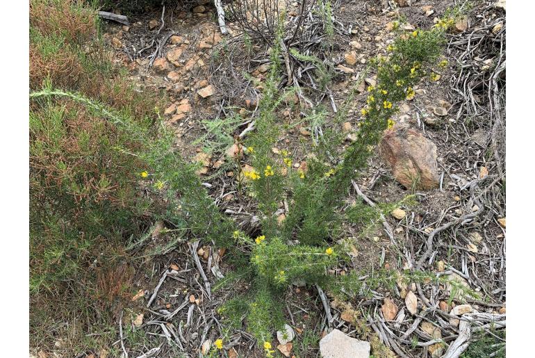 Pultenaea acerosa 15989