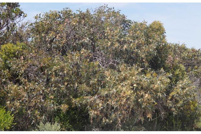 Lange conische deksel Eucalyptus