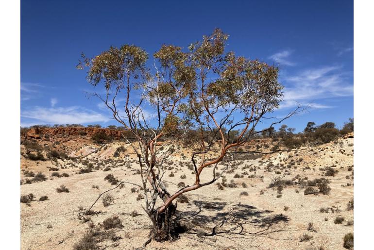 Eucalyptus effusa 15991