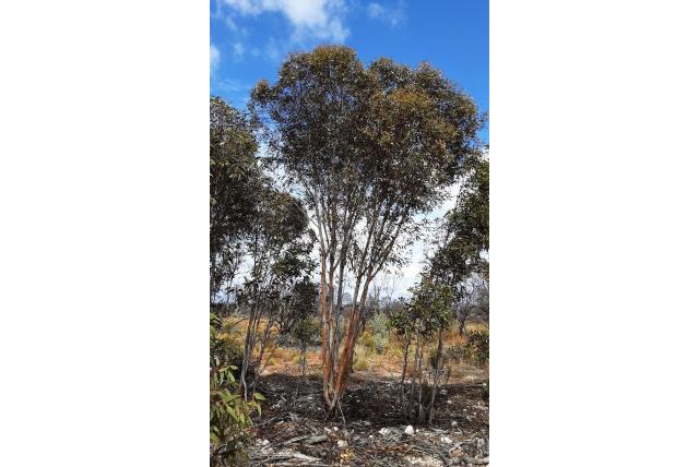 Zand Eucalyptus