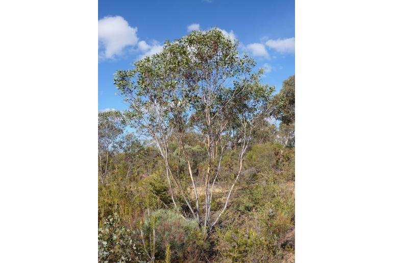 Eucalyptus exilis 15994