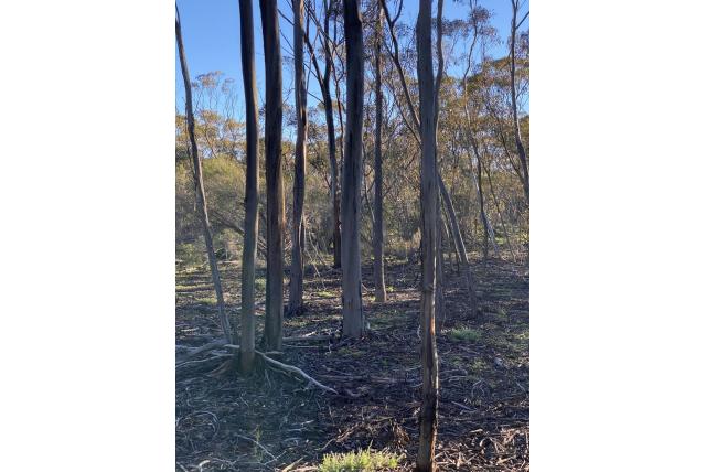 Lange deksel Eucalyptus