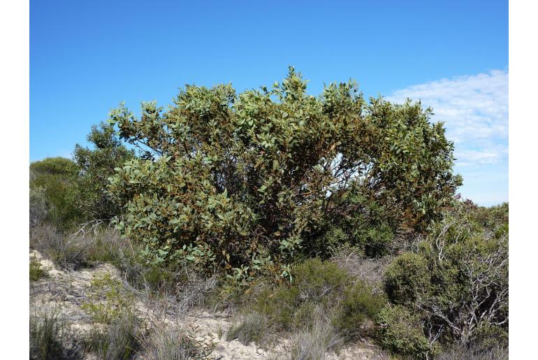 Eucalyptus extrica 15996