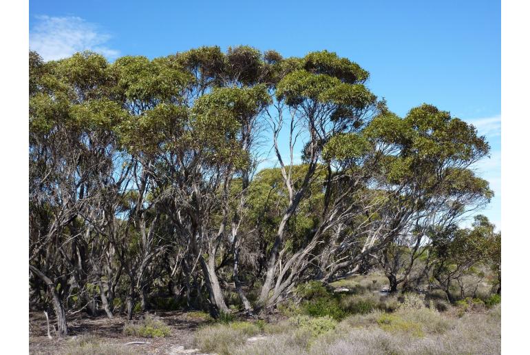 Eucalyptus litorea 15997