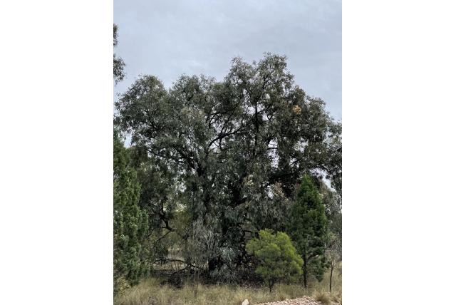 Breedbladige vezelige Eucalyptus met zeegroen fruit Breedbladige vezelige Eucalyptus met zeegroen fruit