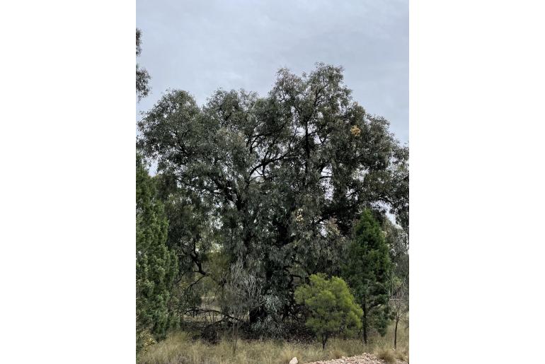 Eucalyptus nubilis 15998