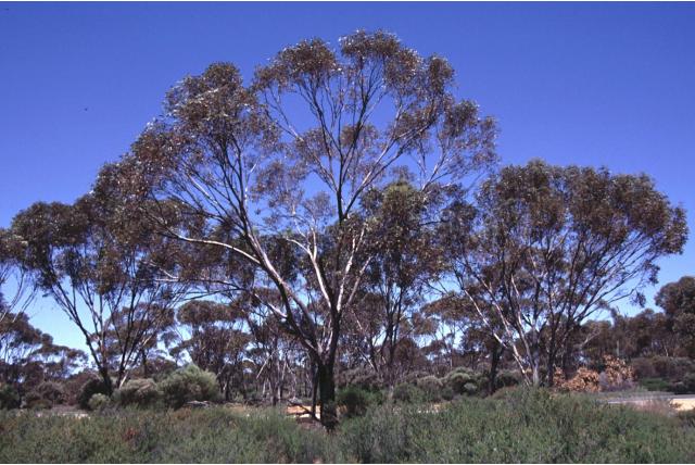 Fraser range Eucalyptus Fraser range Eucalyptus