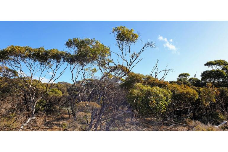 Eucalyptus gracilis -16003