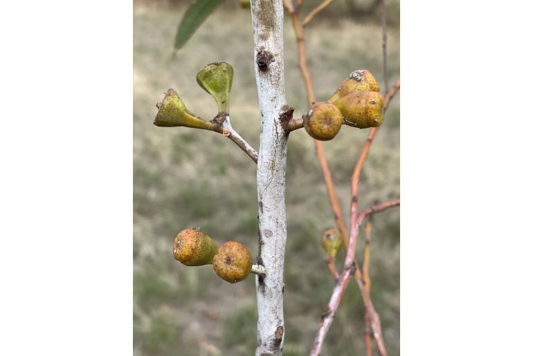 Eucalyptus griffithsii 16004