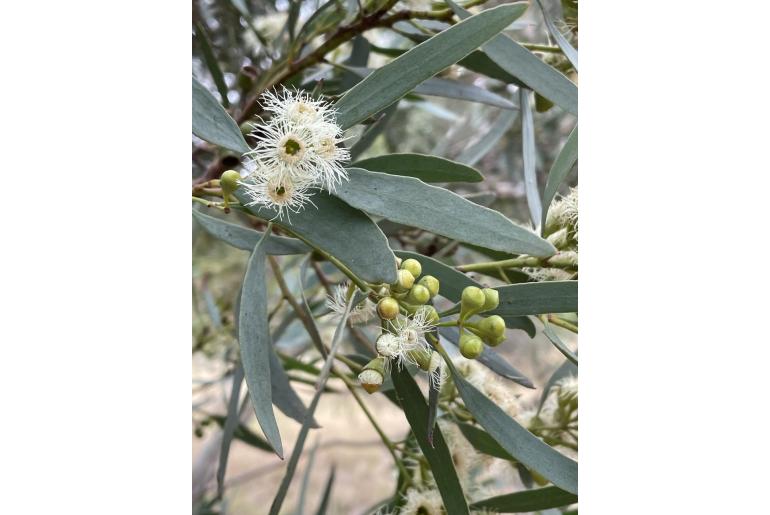 Eucalyptus halophila 16005
