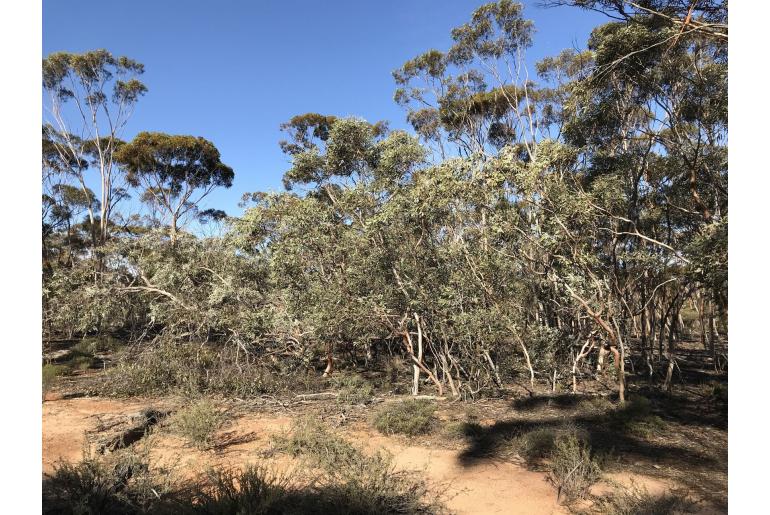 Eucalyptus incerata 16006