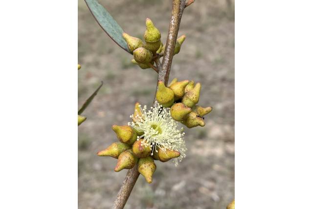 Harde schors Eucalyptus Harde schors Eucalyptus