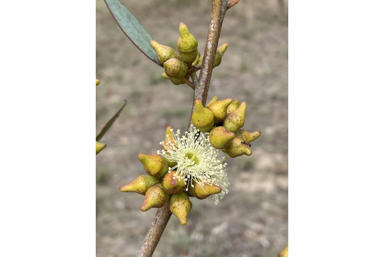 Eucalyptus indurata 16007