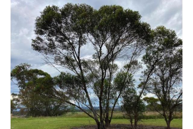 Jerdacuttup Eucalyptus Jerdacuttup Eucalyptus